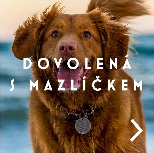 Dovolená s mazlíčkem