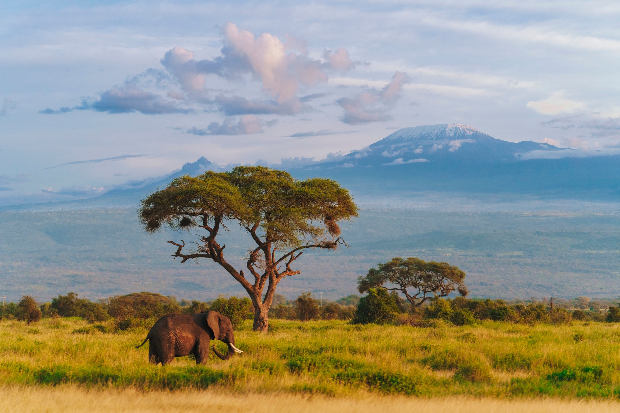 safari