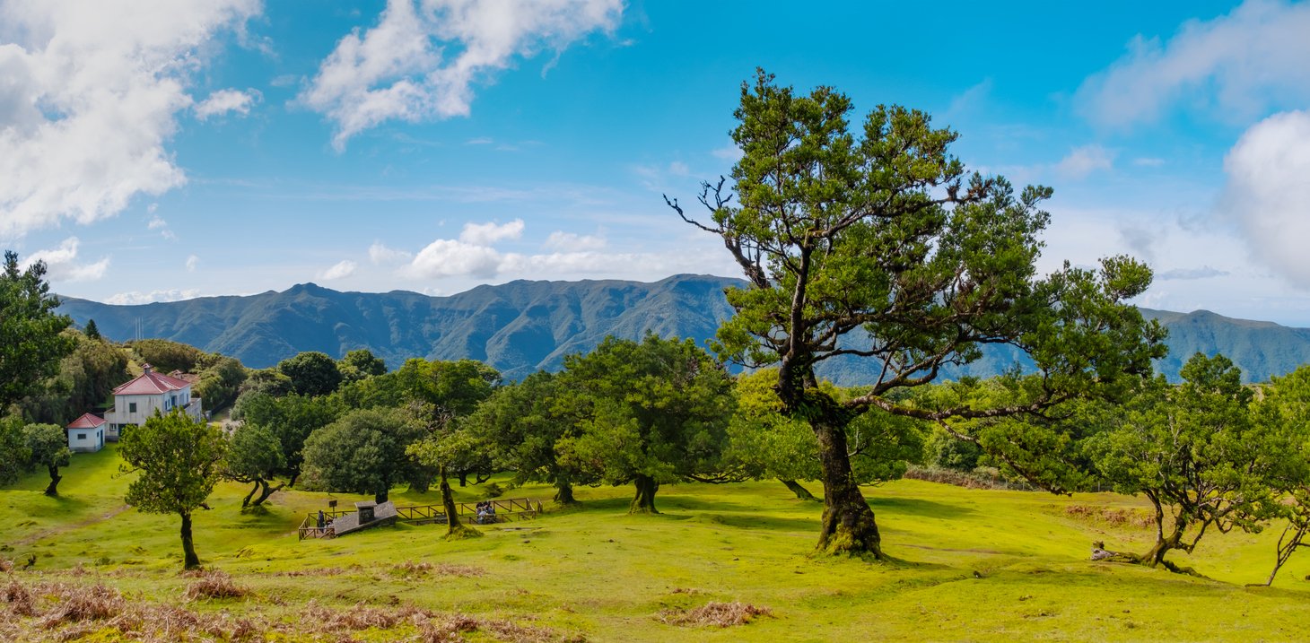 Fanal forest