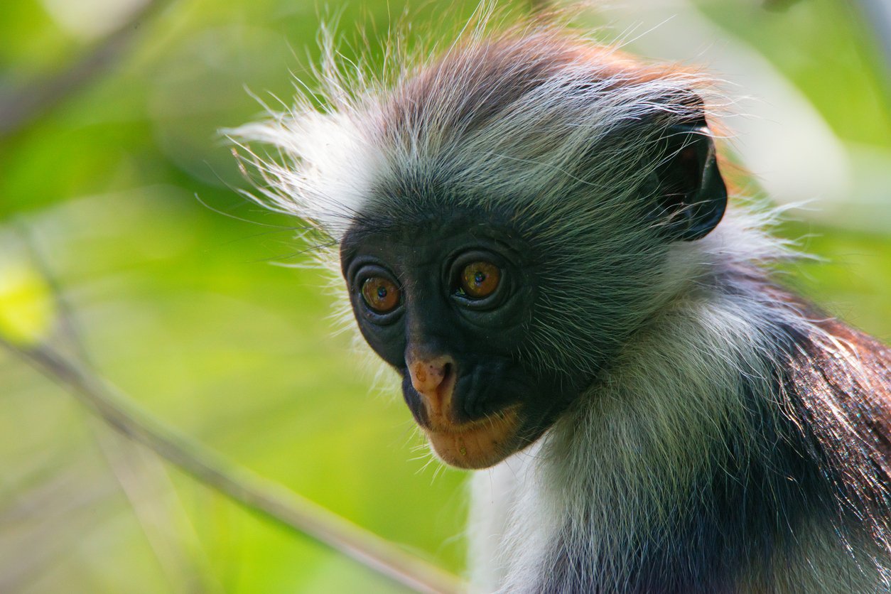 guereza