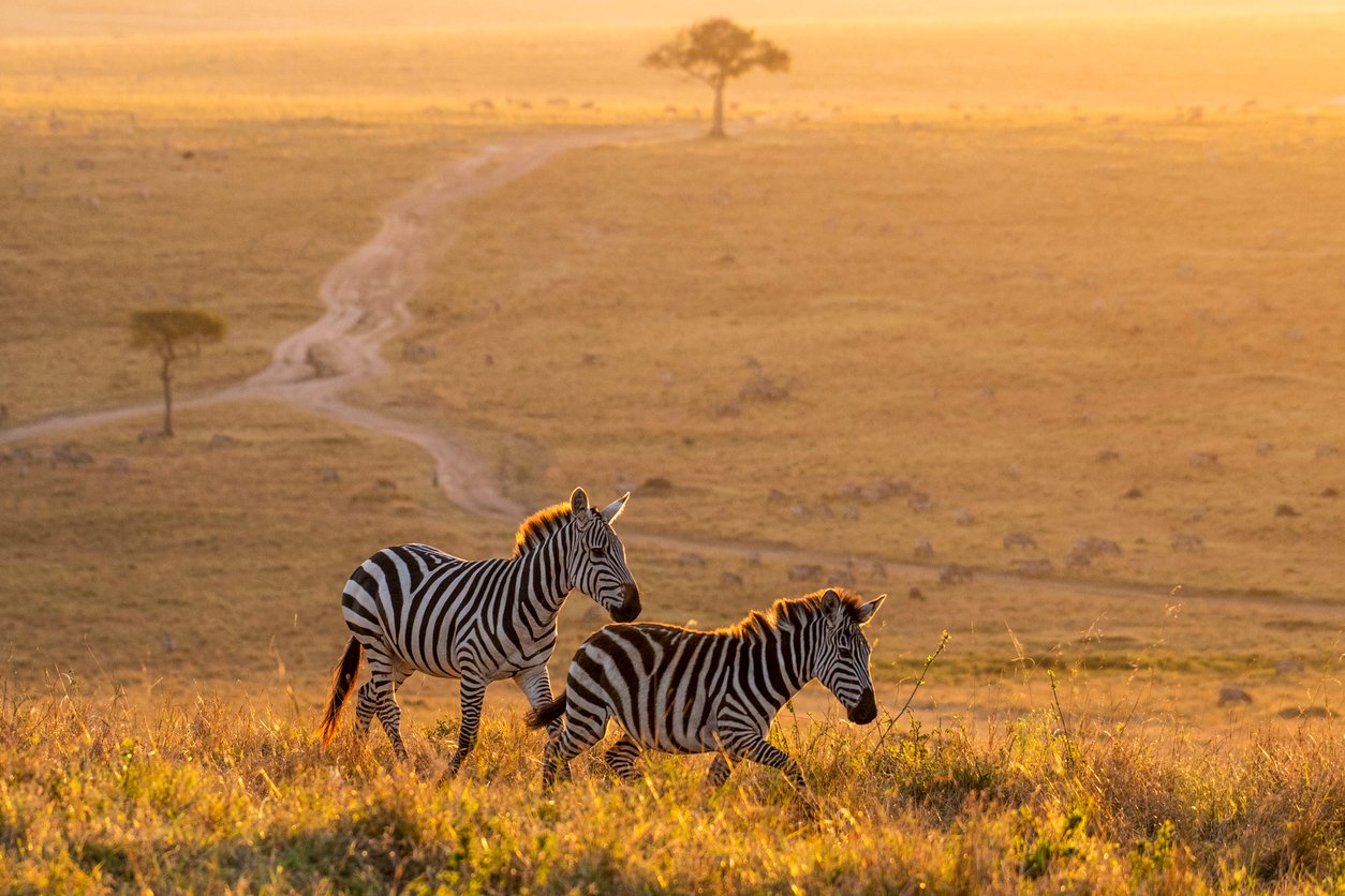 safari