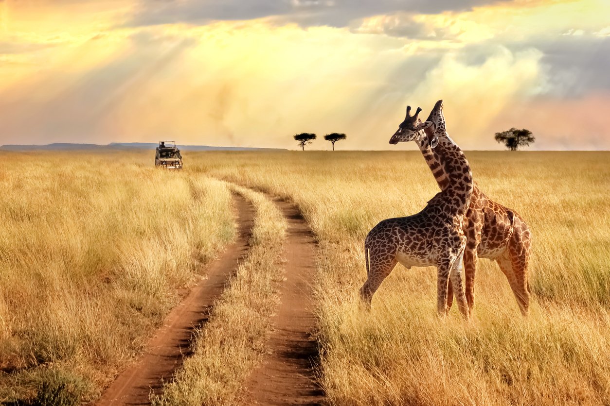 Keňa safari