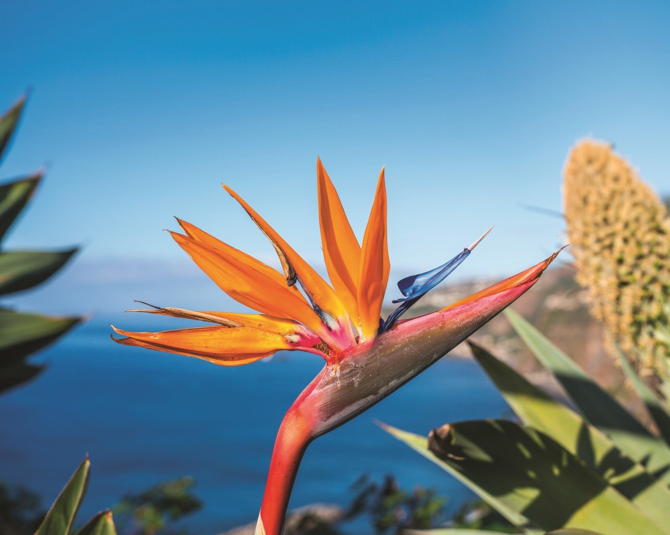 Madeira
