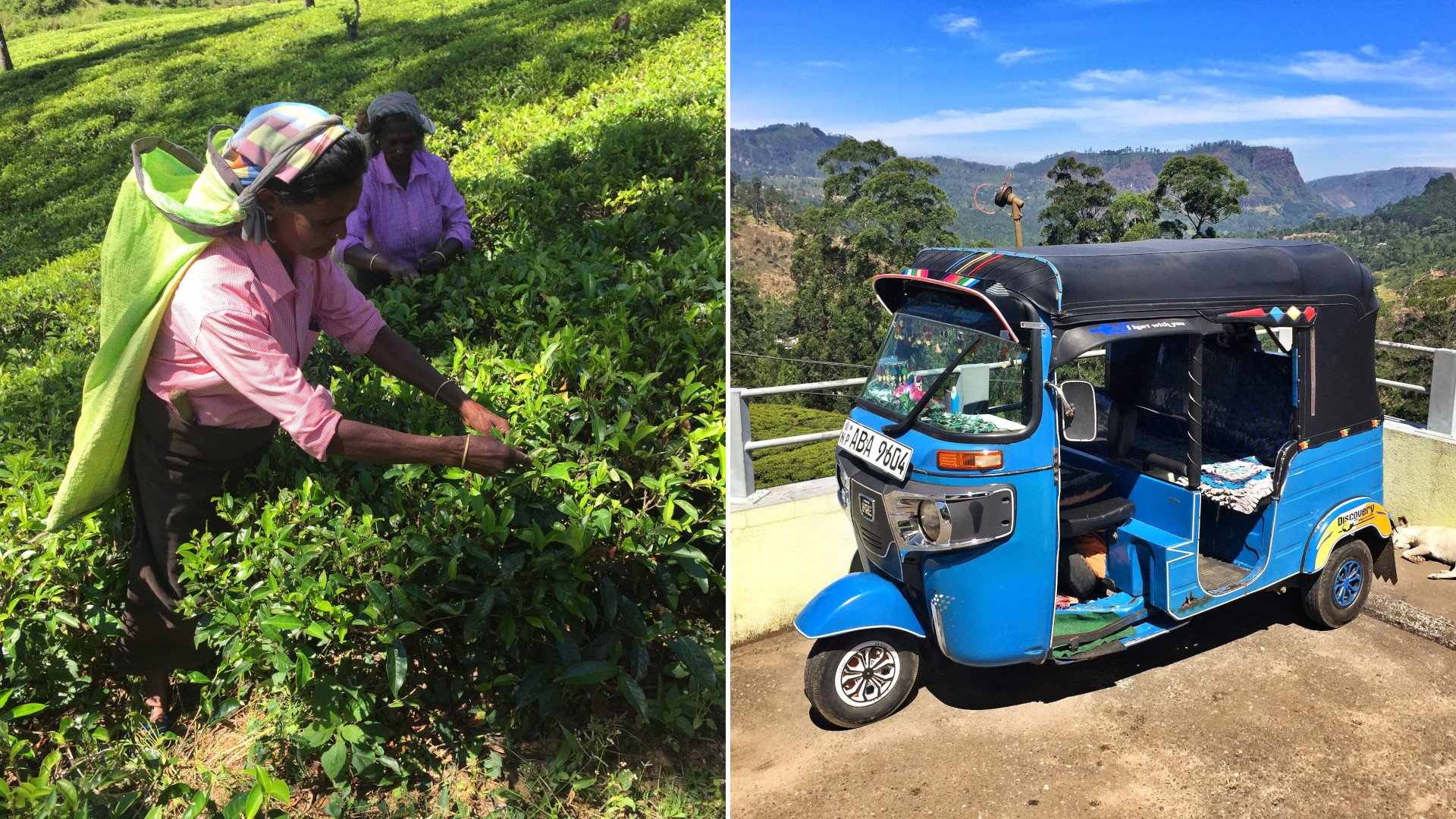 Asmeninio archyvo nuotr., Šri Lanka