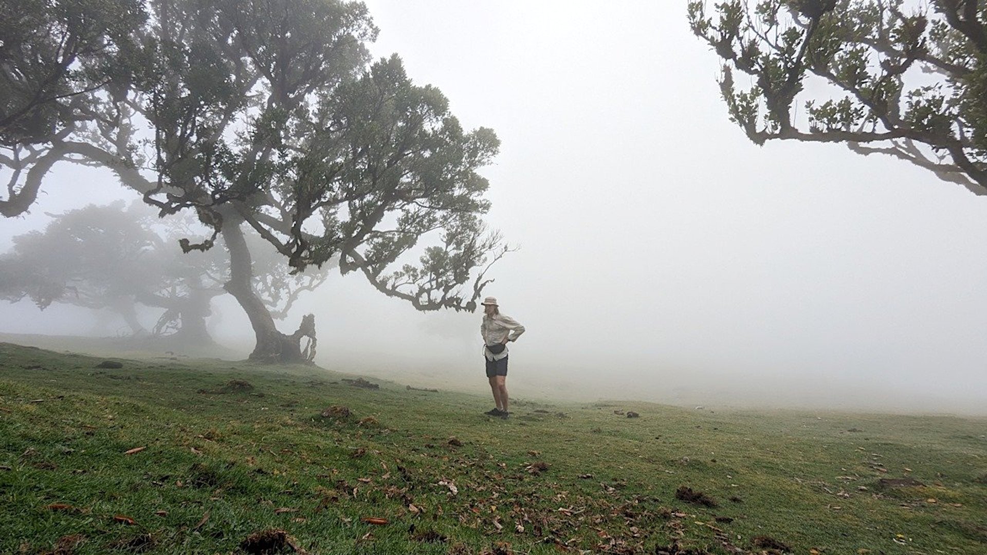 „Fanal“ miškas, Madeira