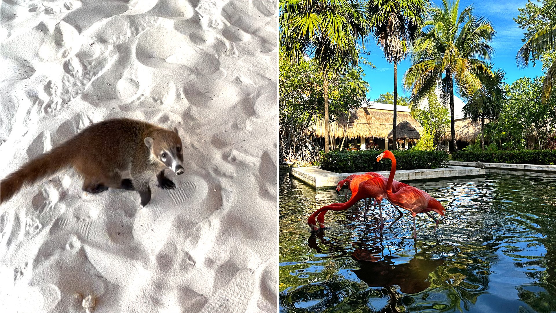 Asmeninio archyvo nuotr., Meksika