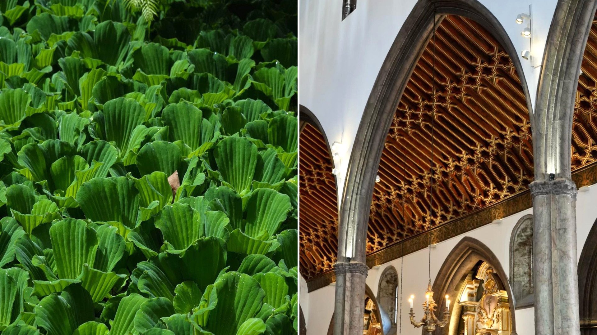 Asmeninio archyvo nuotr., Madeira