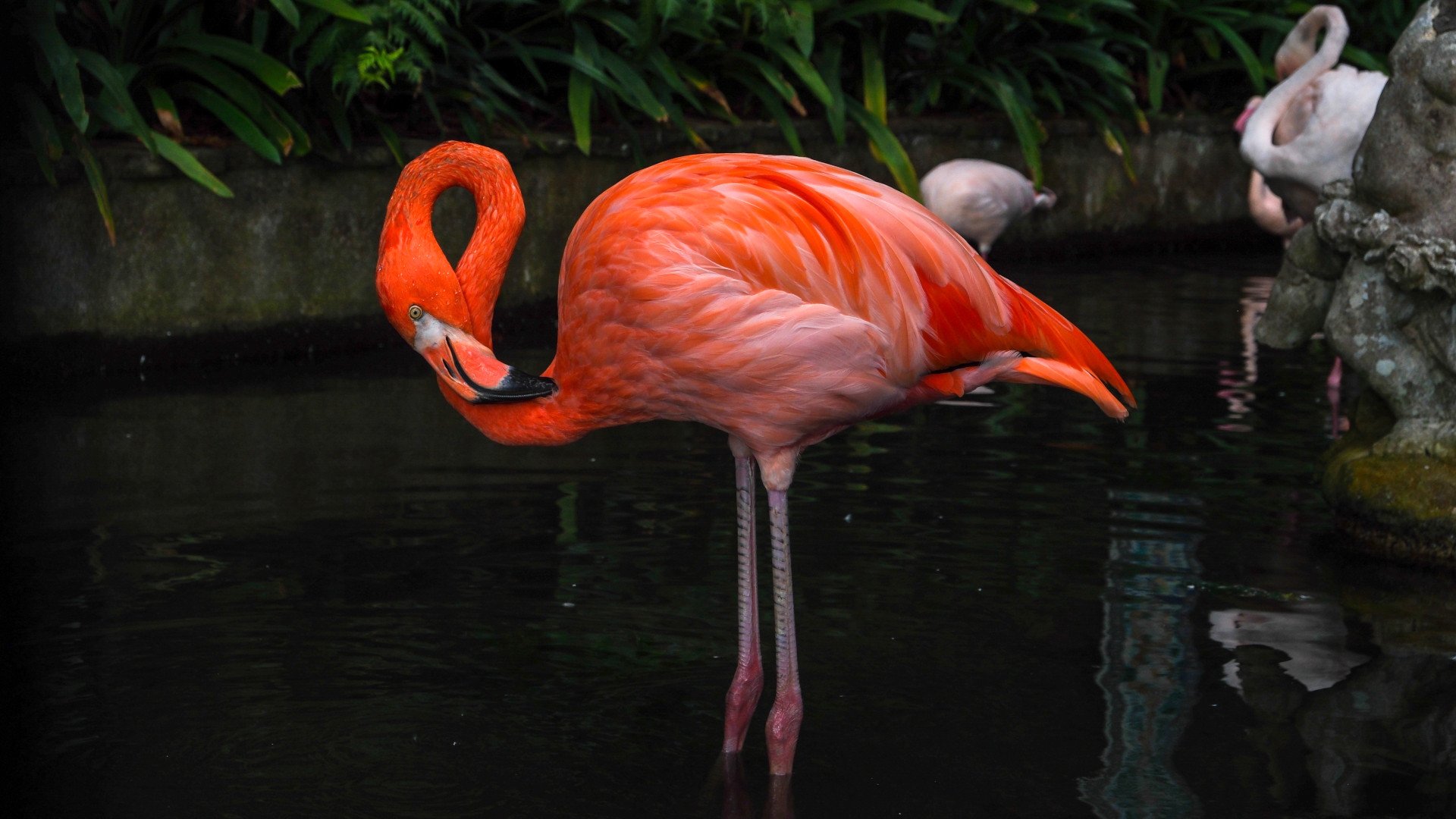 „Monte Palace“ tropinis sodas