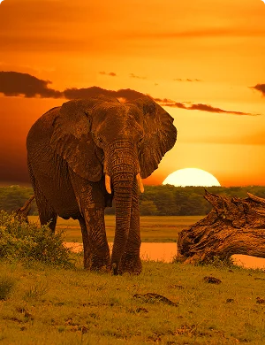 Afrika