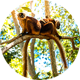 Madagaskaras