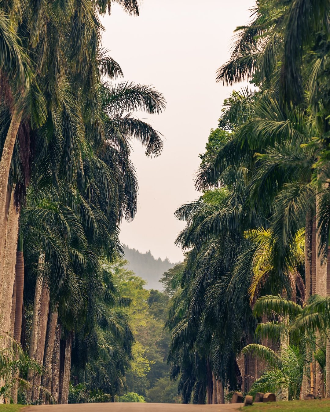 Sri Lanka egzotikus utazás