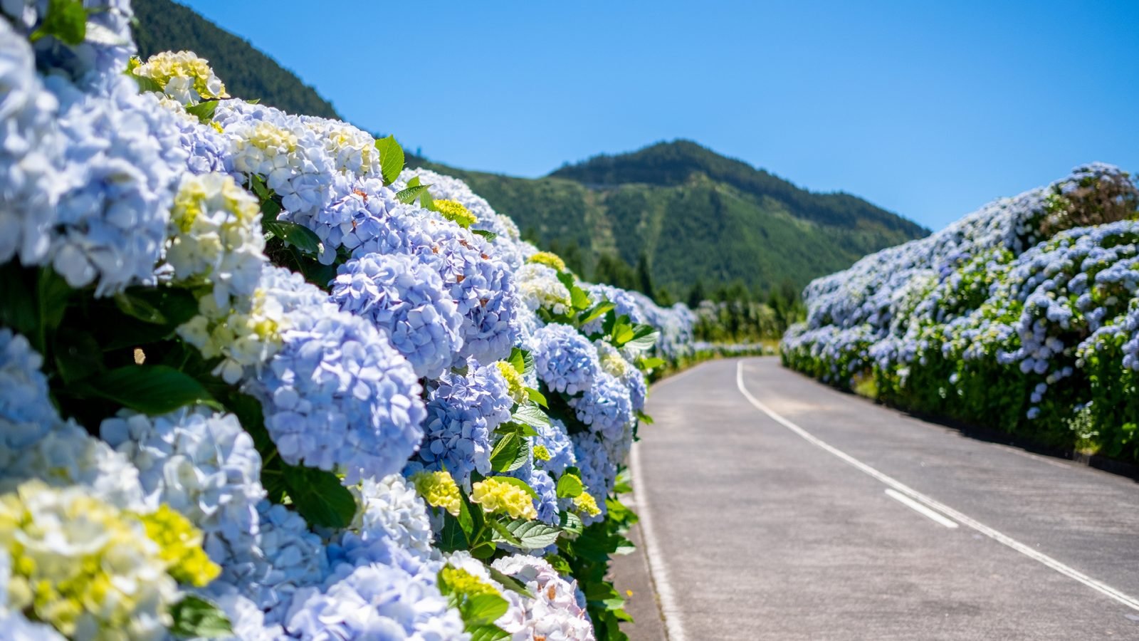 Kwitnące Hortensje koło drogi