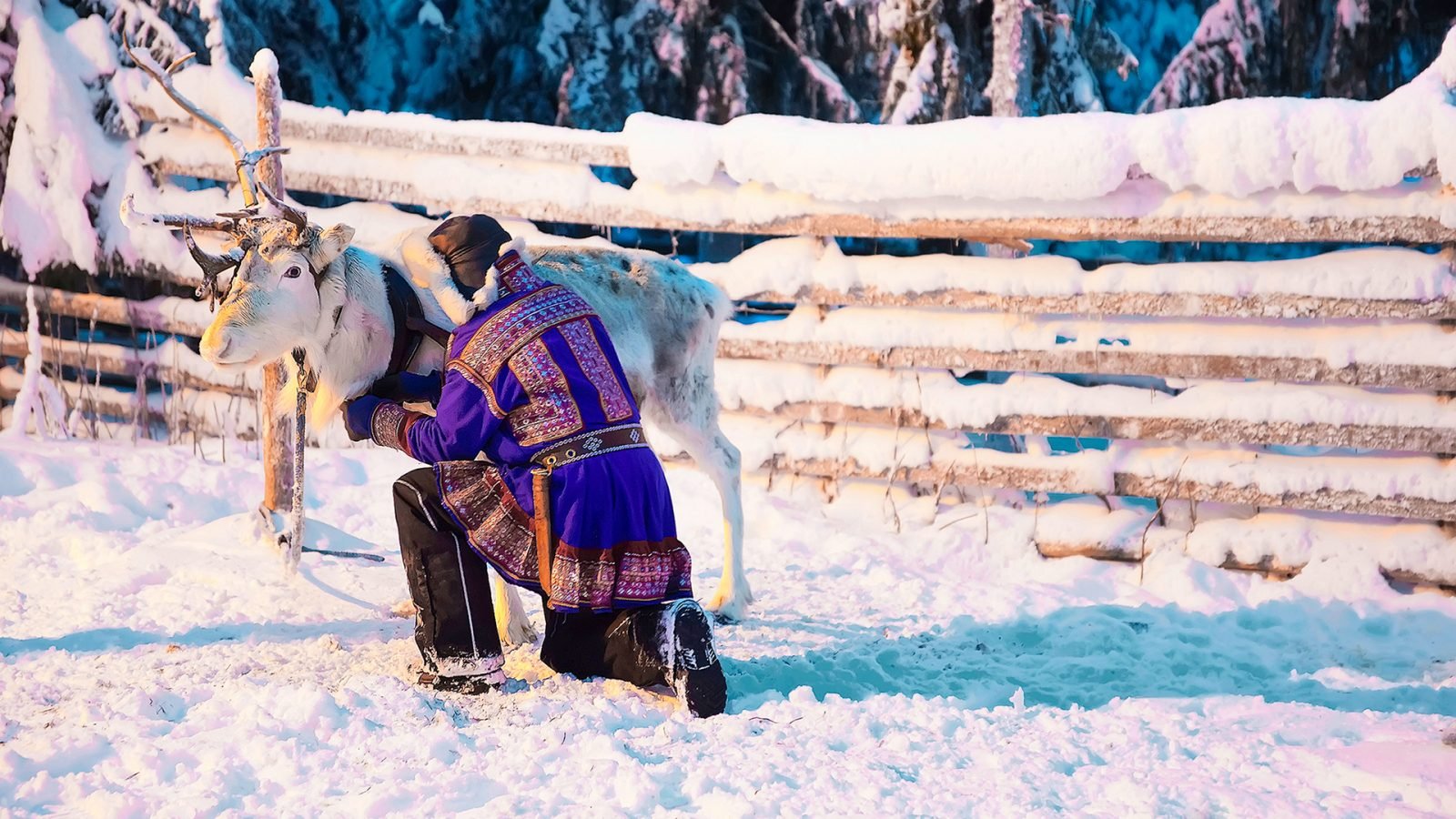 Rdzenny mieszkaniec Laponii  (Sami) z reniferem na farmie reniferów