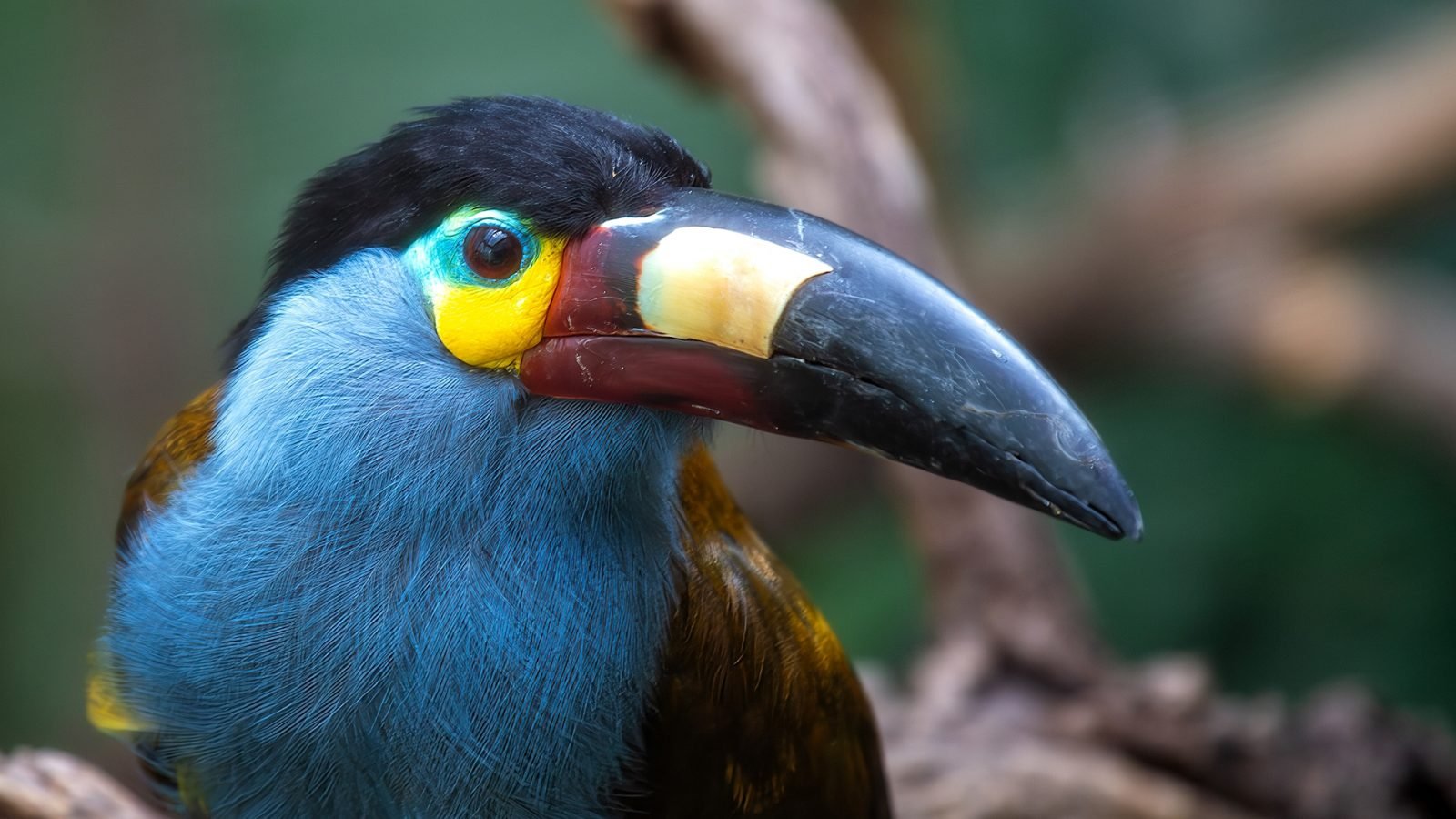 Tukan górski, pochodzący z Andów