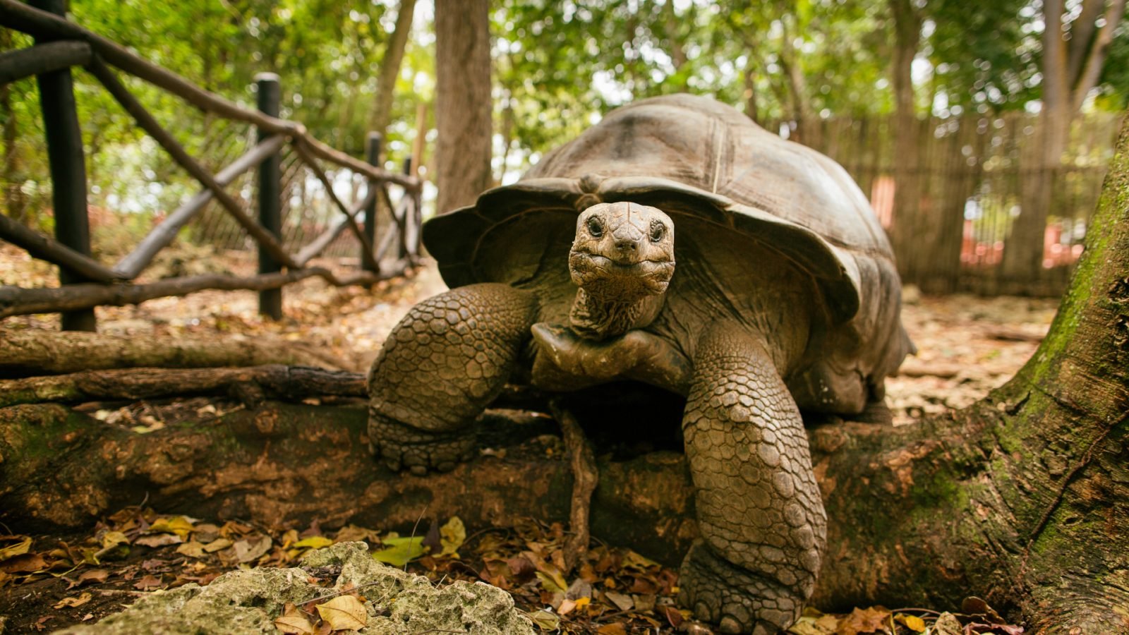 Zółw na Prison Island