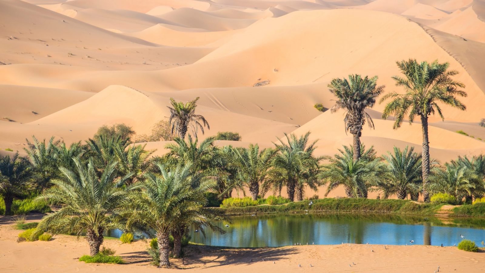 zjednoczone-emiraty-arabskie-to-nie-tylko-dubaj-galeria-3