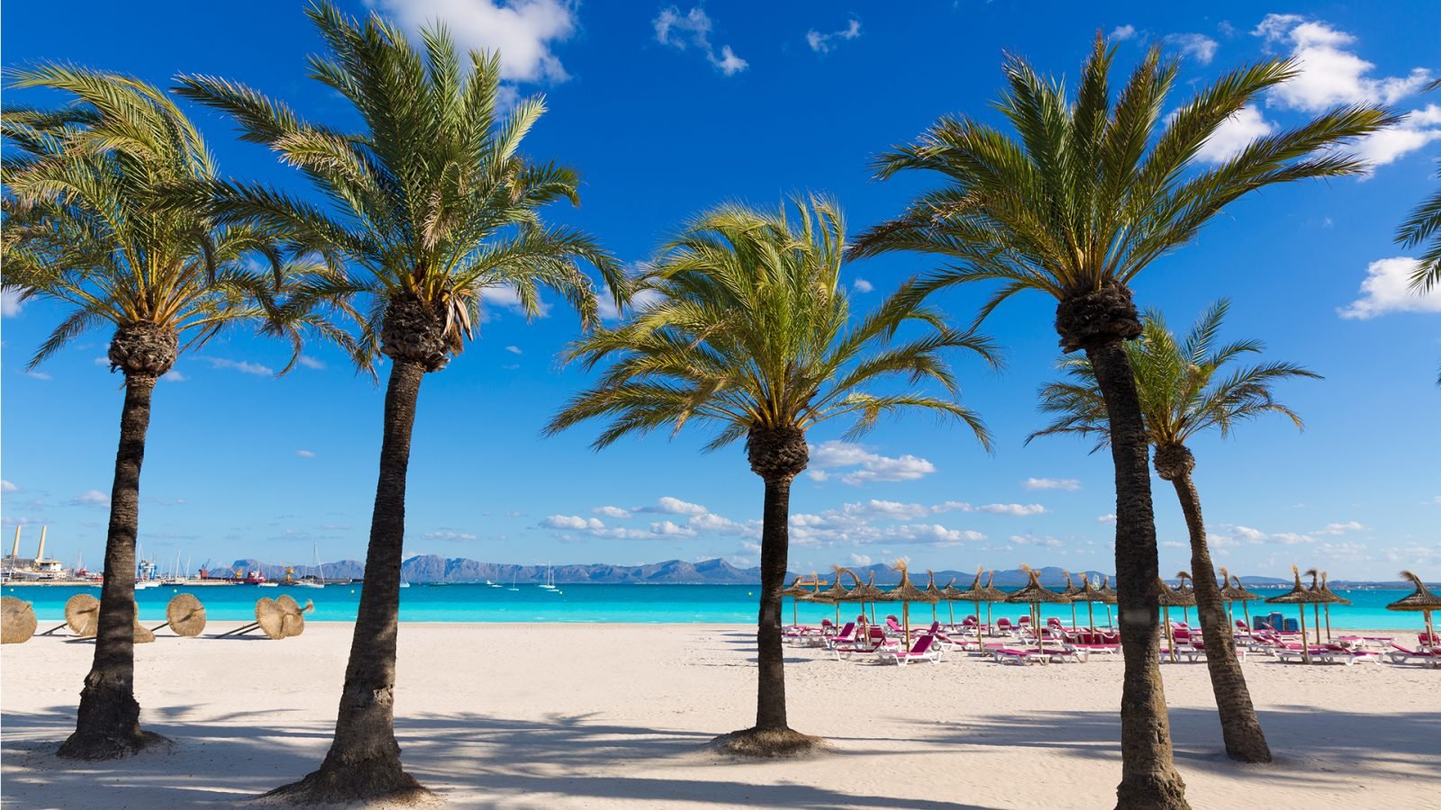 Palmy na Playa de Acúdia