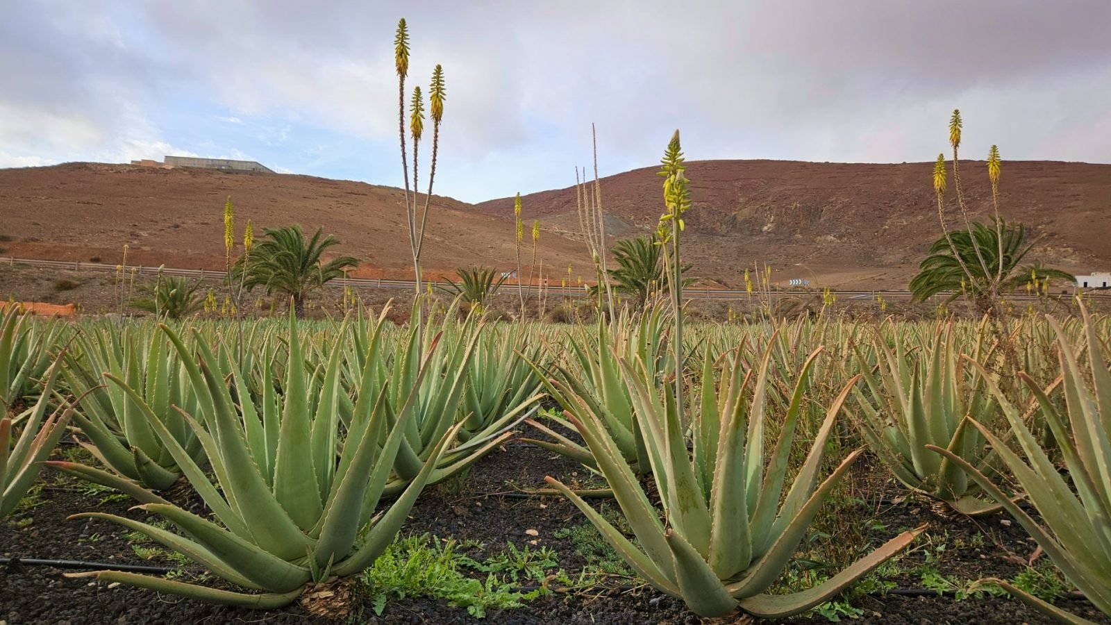 fuerteventura-atrakcje-ktore-warto-zobaczyc-galeria-2