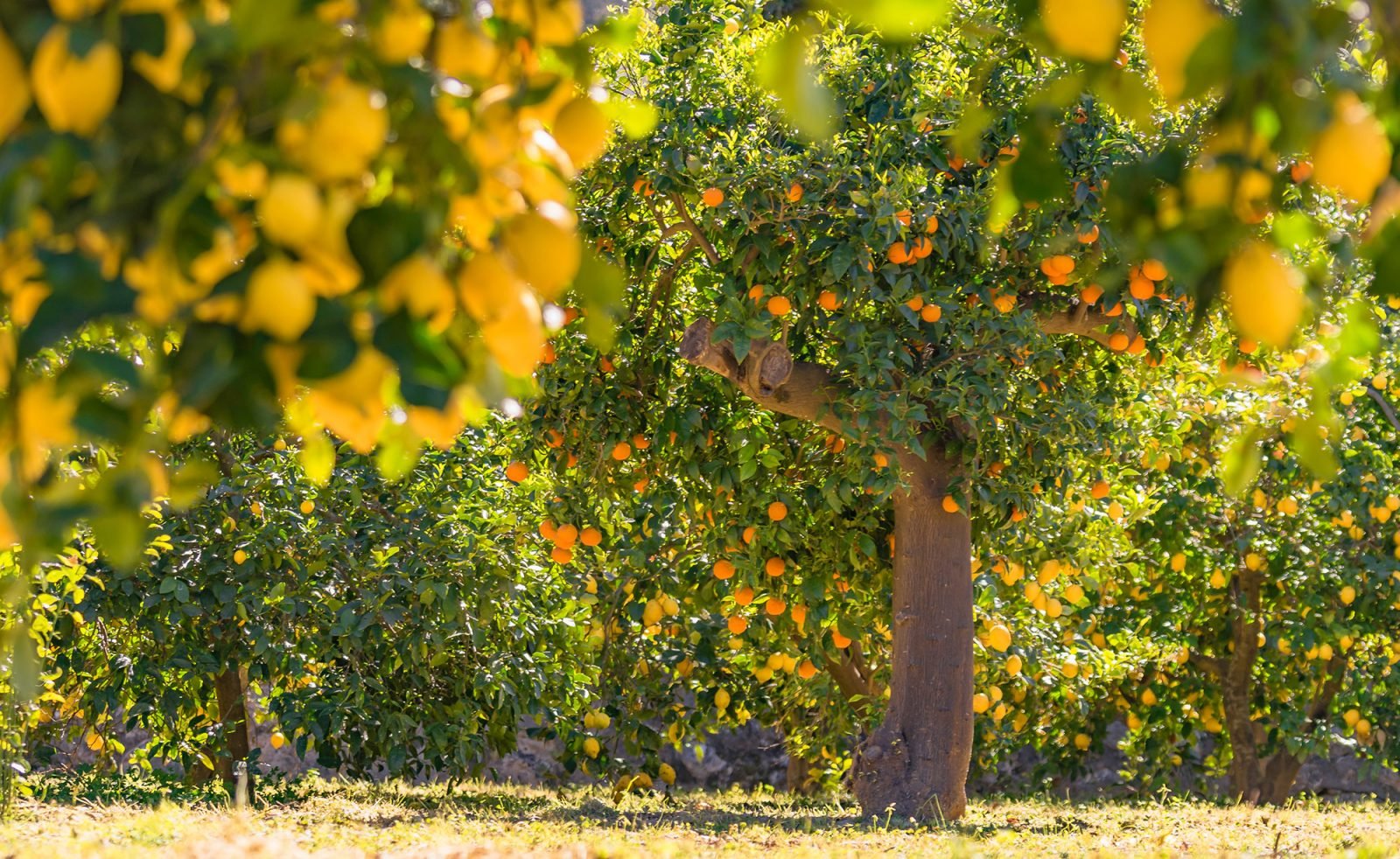 majorka-pachnie-soczysta-pomarancza