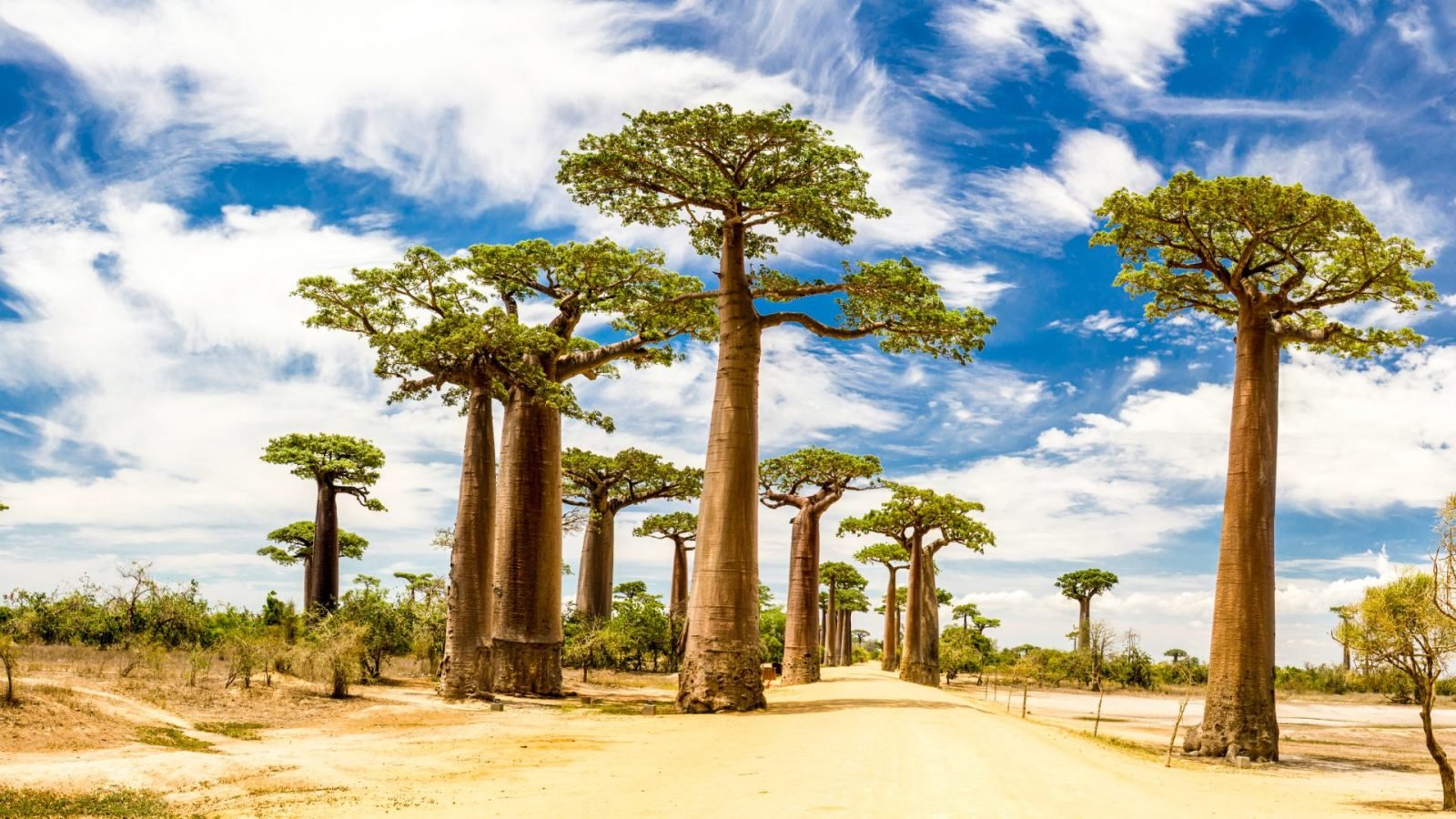 Baobaby na Madagaskarze