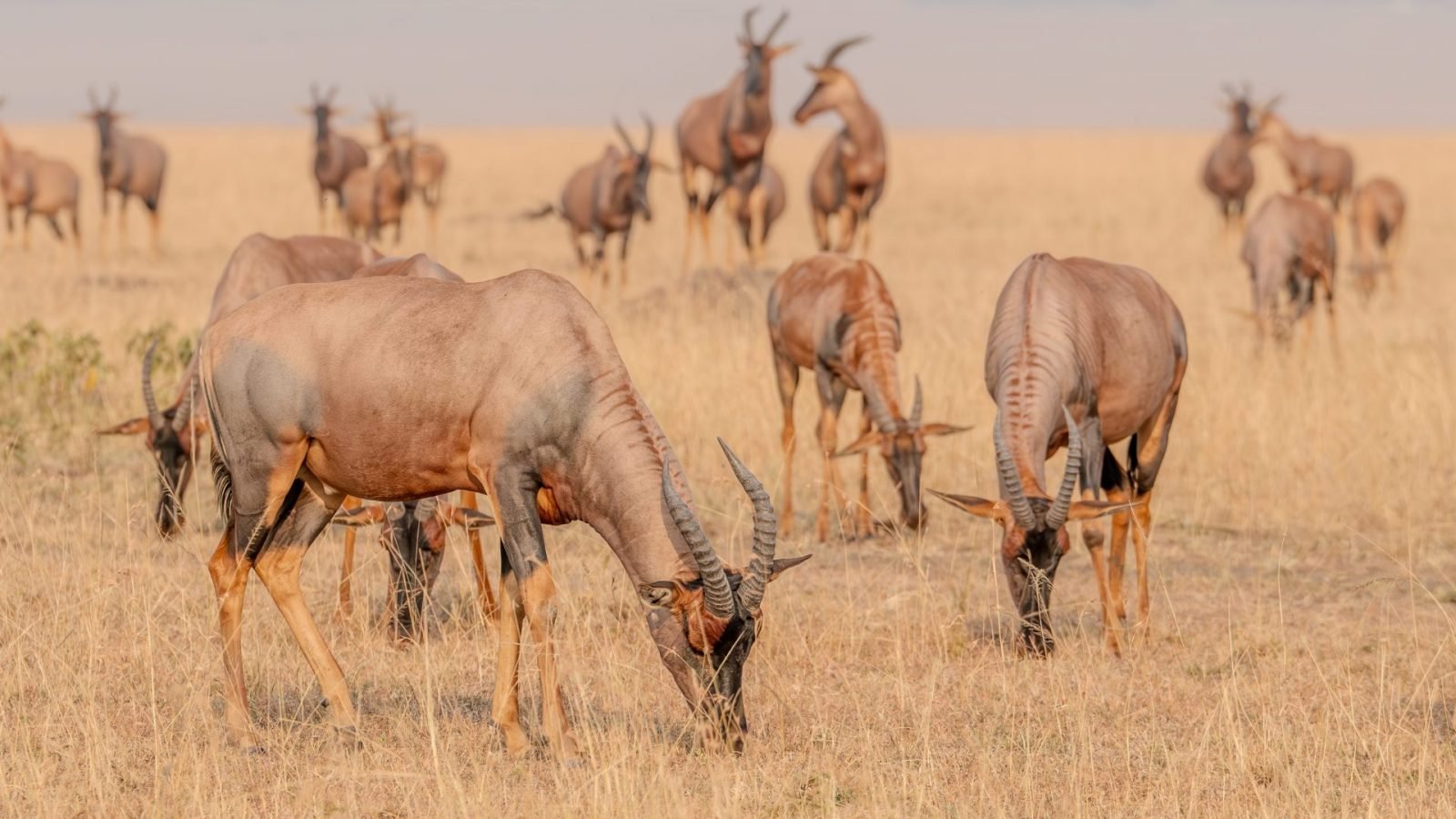 jak-wyglada-safari-w-kenii-galeria-3