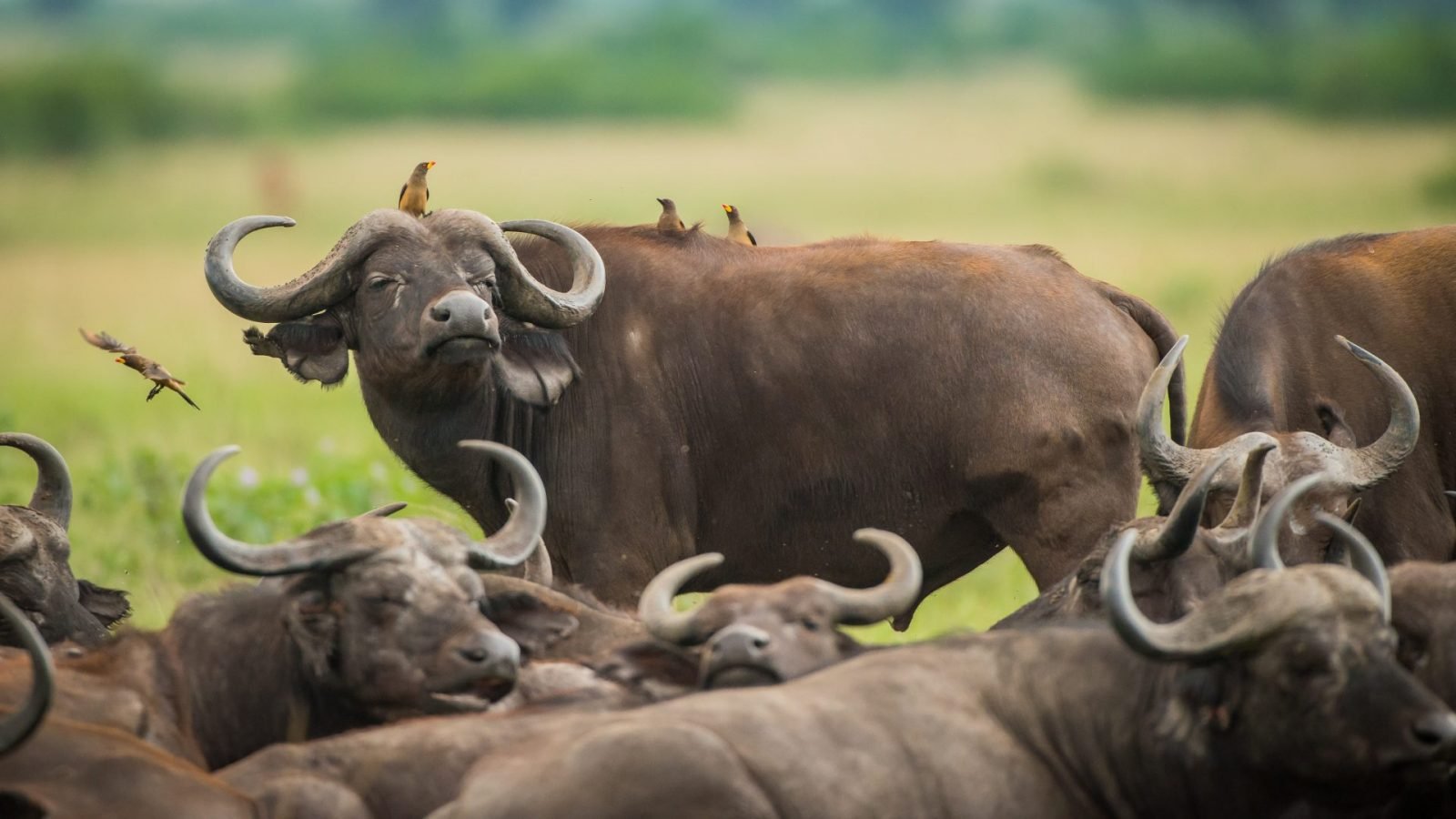 jak-wyglada-safari-w-kenii-galeria-1