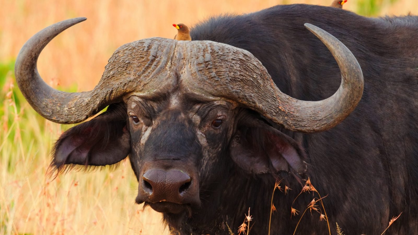 jak-wyglada-safari-w-kenii-galeria-2