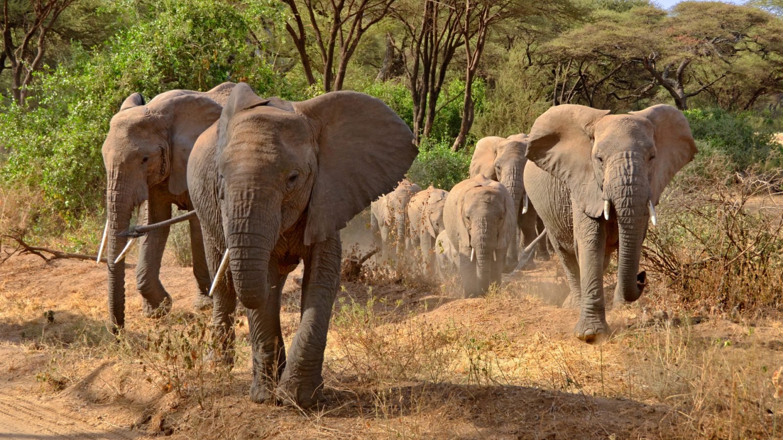 dokad-pojechac-na-safari-w-afryce-top3-kierunki-galeria-1