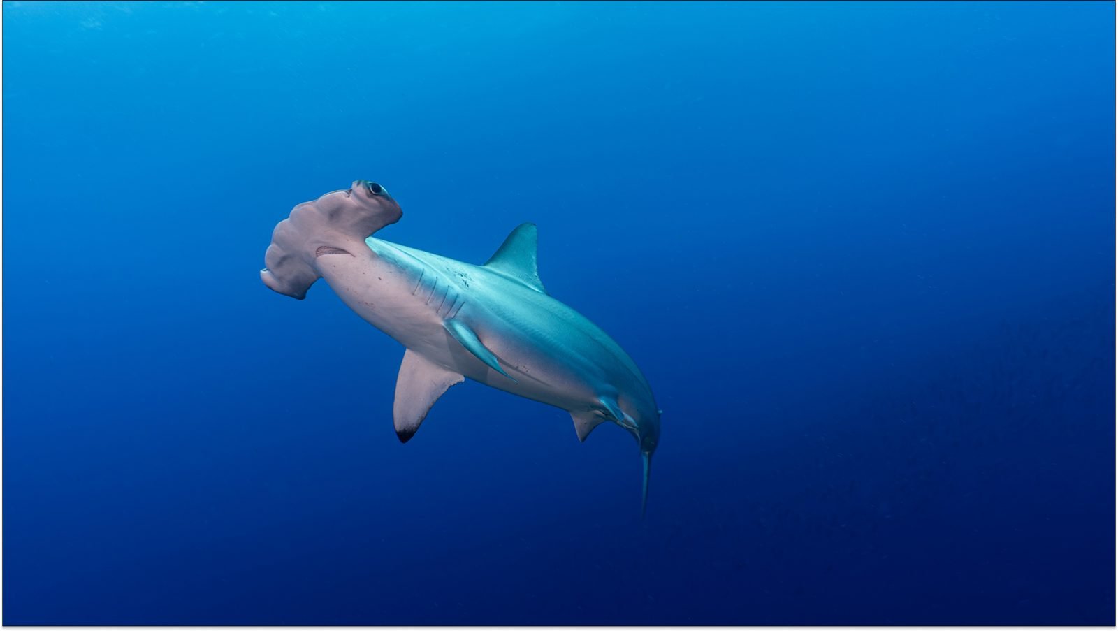 czy-w-chorwacji-sa-rekiny-galeria-1