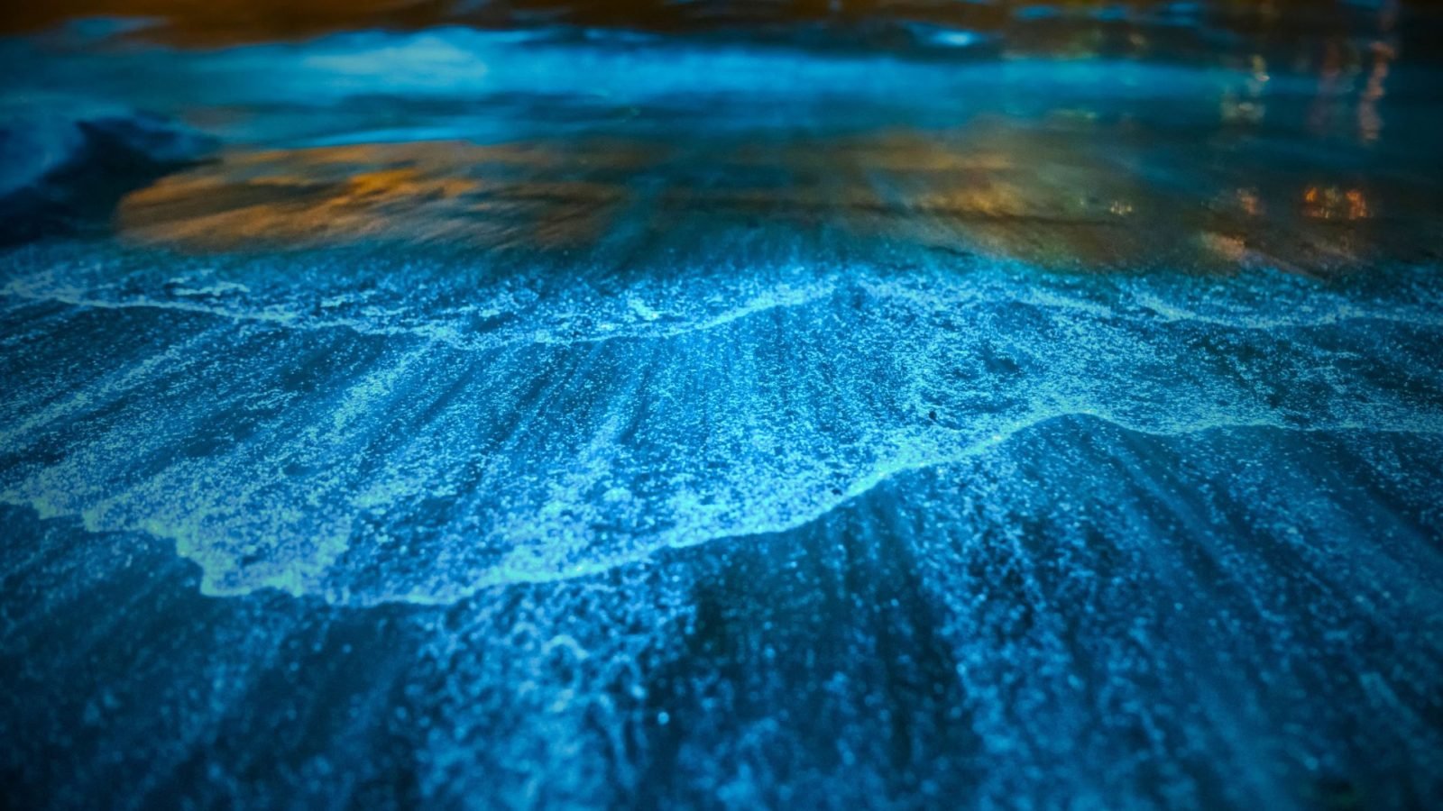 Plaże bioluminescencyjne