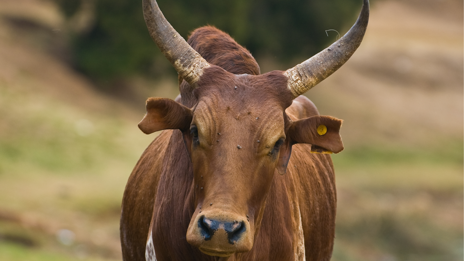 Zebu na Madagaskarze