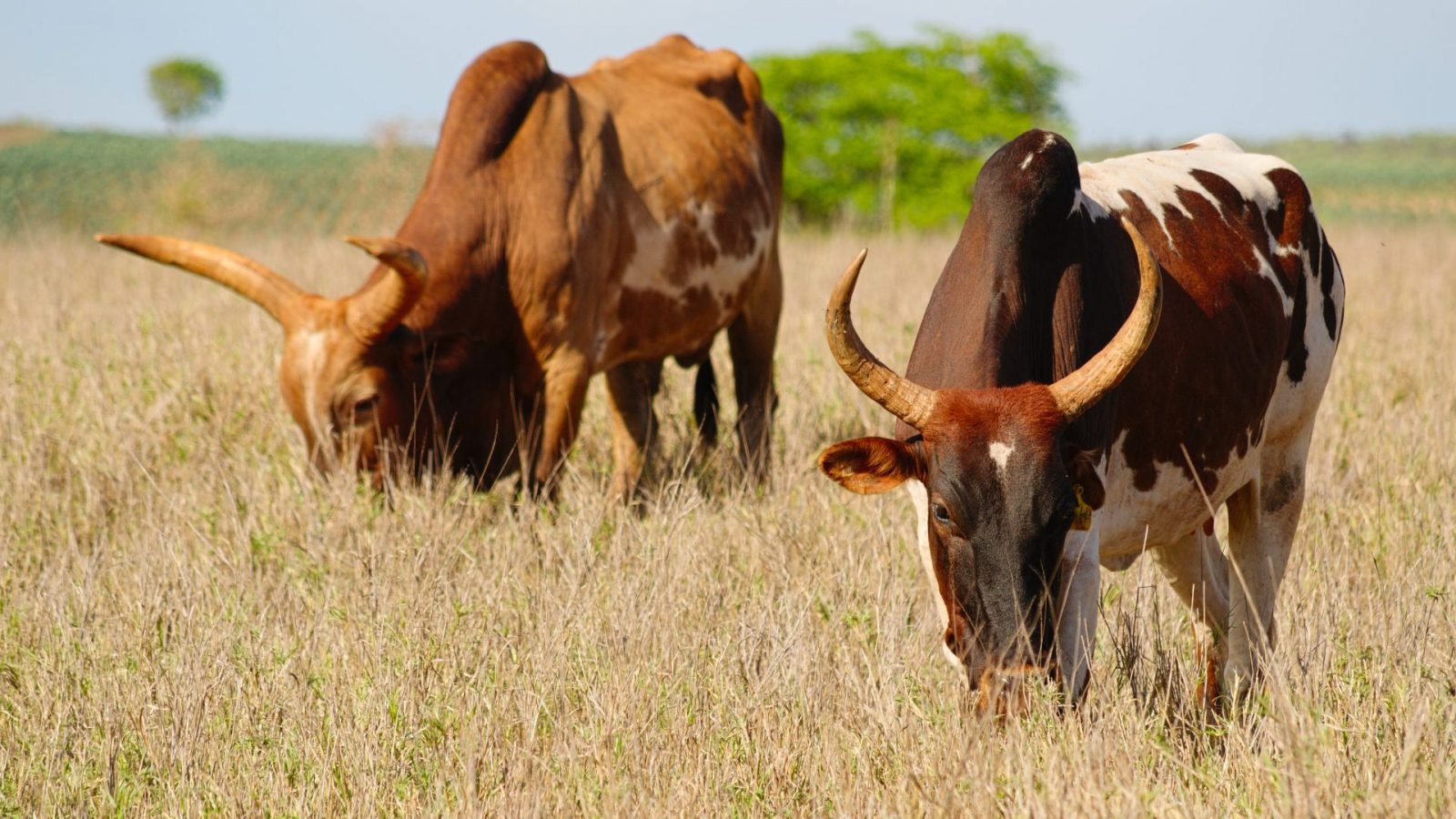 Bydło na Madagaskarze - Zebu
