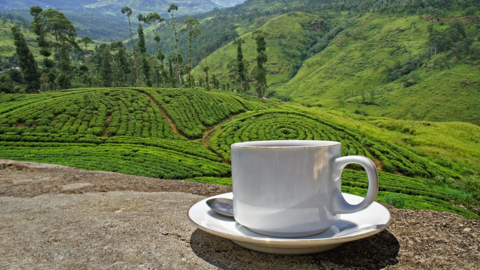 herbata-cejlonska-dowiedz-sie-wiecej-o-herbacie-ze-sri-lanki-galeria-1