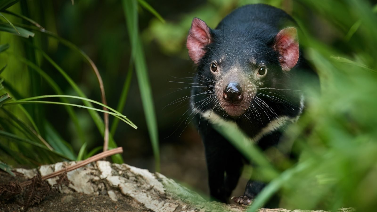 niezwykle-zwierzeta-australii-galeria-2