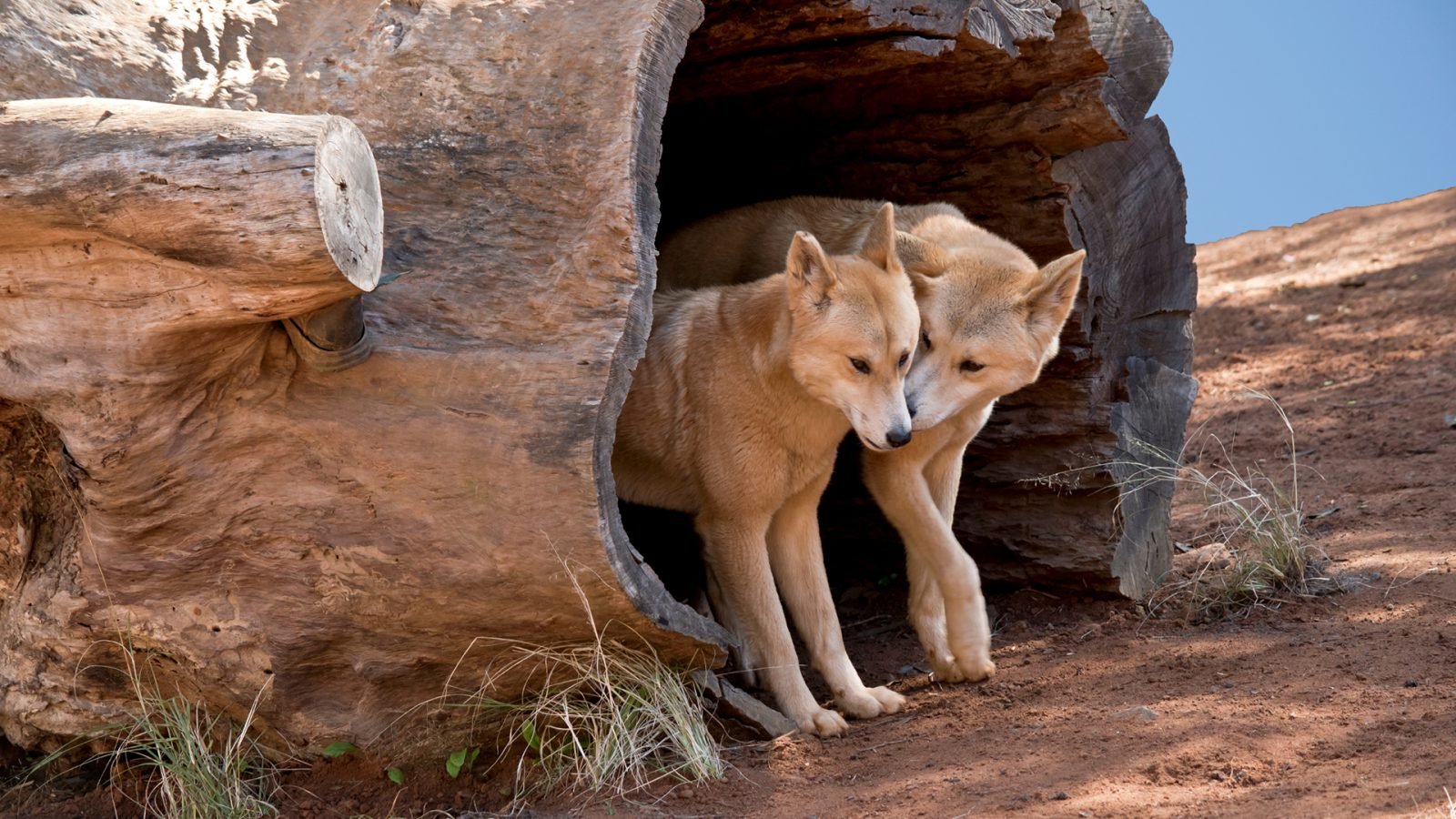 niezwykle-zwierzeta-australii-galeria-1