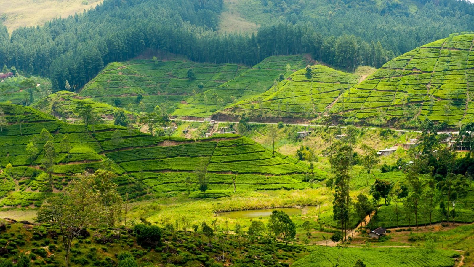 herbata-cejlonska-dowiedz-sie-wiecej-o-herbacie-ze-sri-lanki-galeria-1