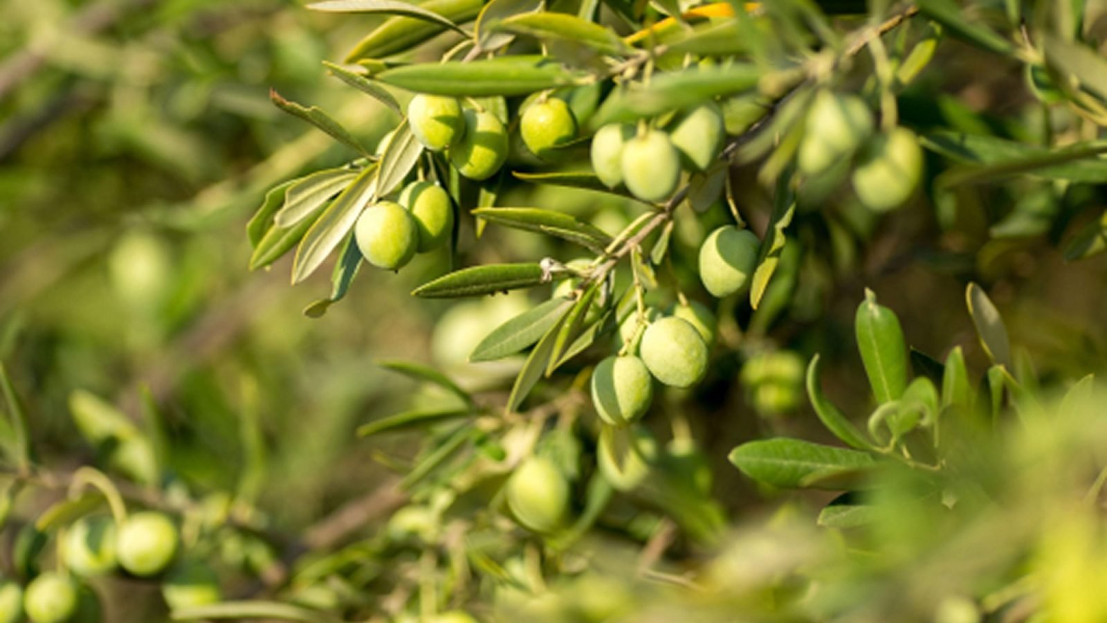 kreta-atrakcje-heraklion-chania-i-inne-czesci-wyspy-informacja