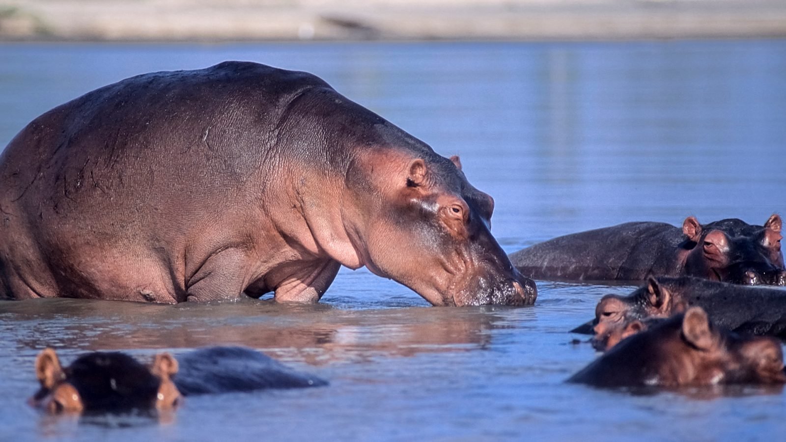 dokad-pojechac-na-safari-w-afryce-top3-kierunki-galeria-1