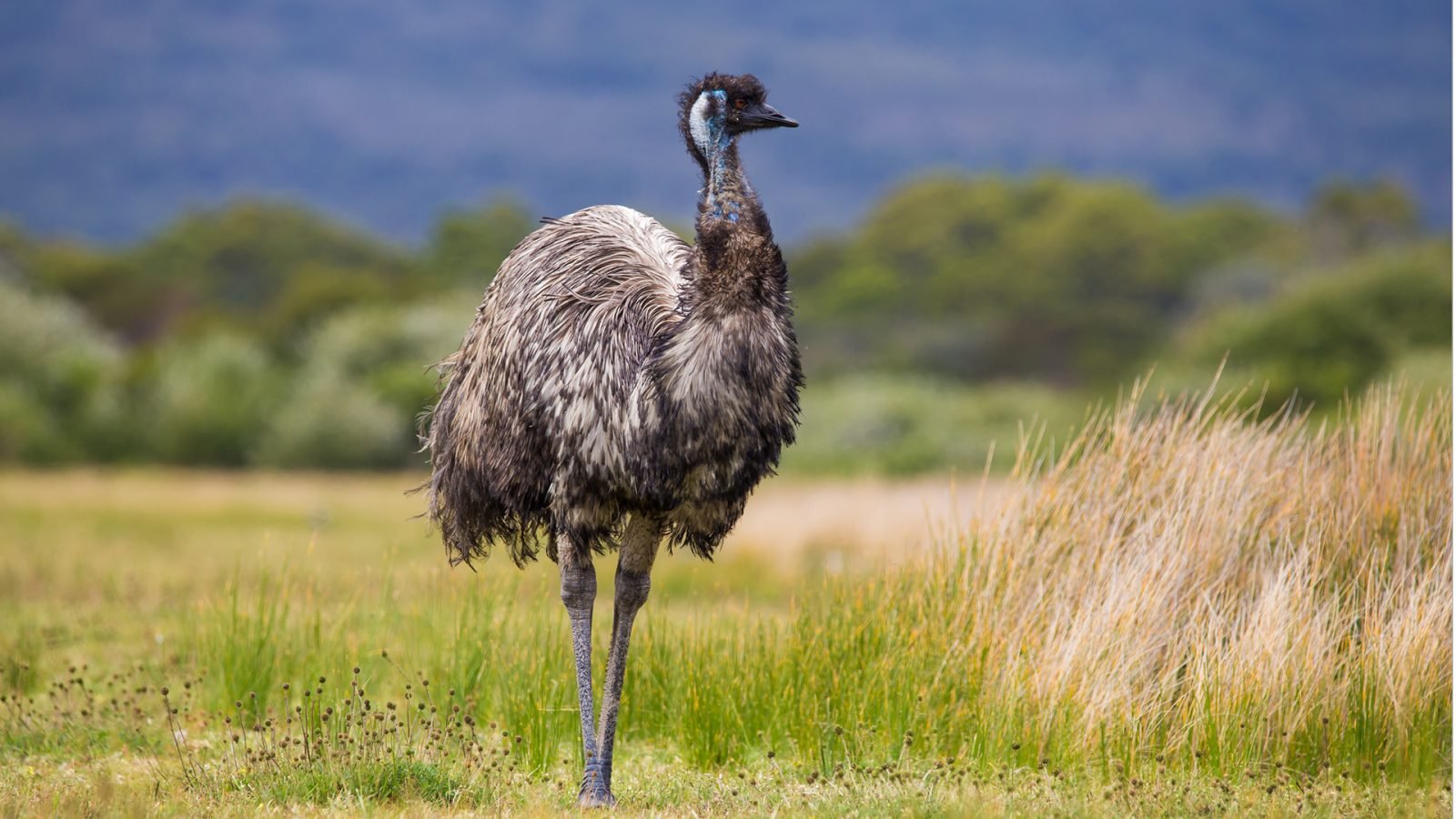 Emu
