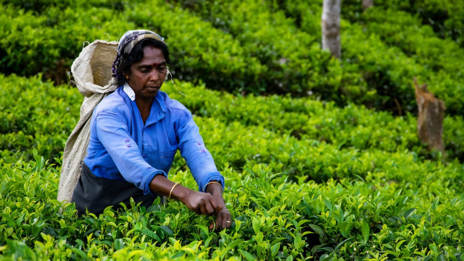 herbata-cejlonska-dowiedz-sie-wiecej-o-herbacie-ze-sri-lanki-galeria-1