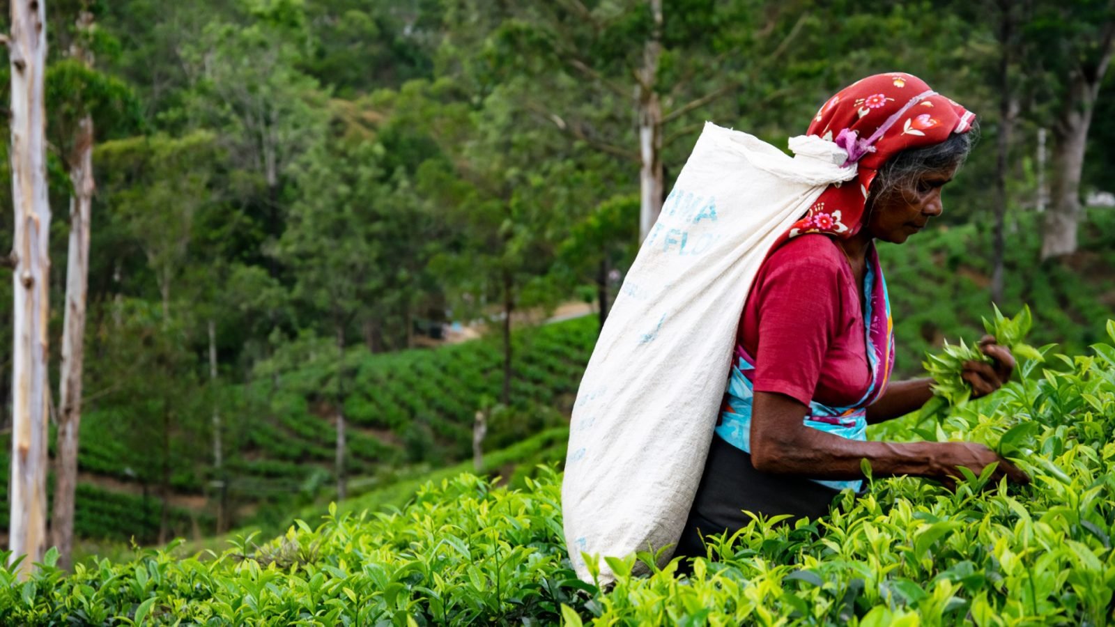 herbata-cejlonska-dowiedz-sie-wiecej-o-herbacie-ze-sri-lanki-galeria-2