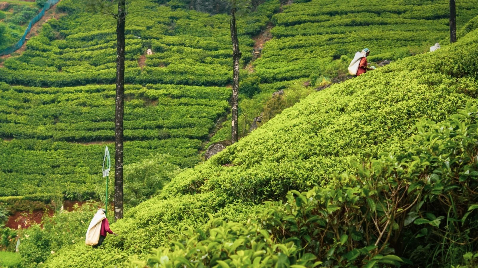 herbata-cejlonska-dowiedz-sie-wiecej-o-herbacie-ze-sri-lanki-galeria-2