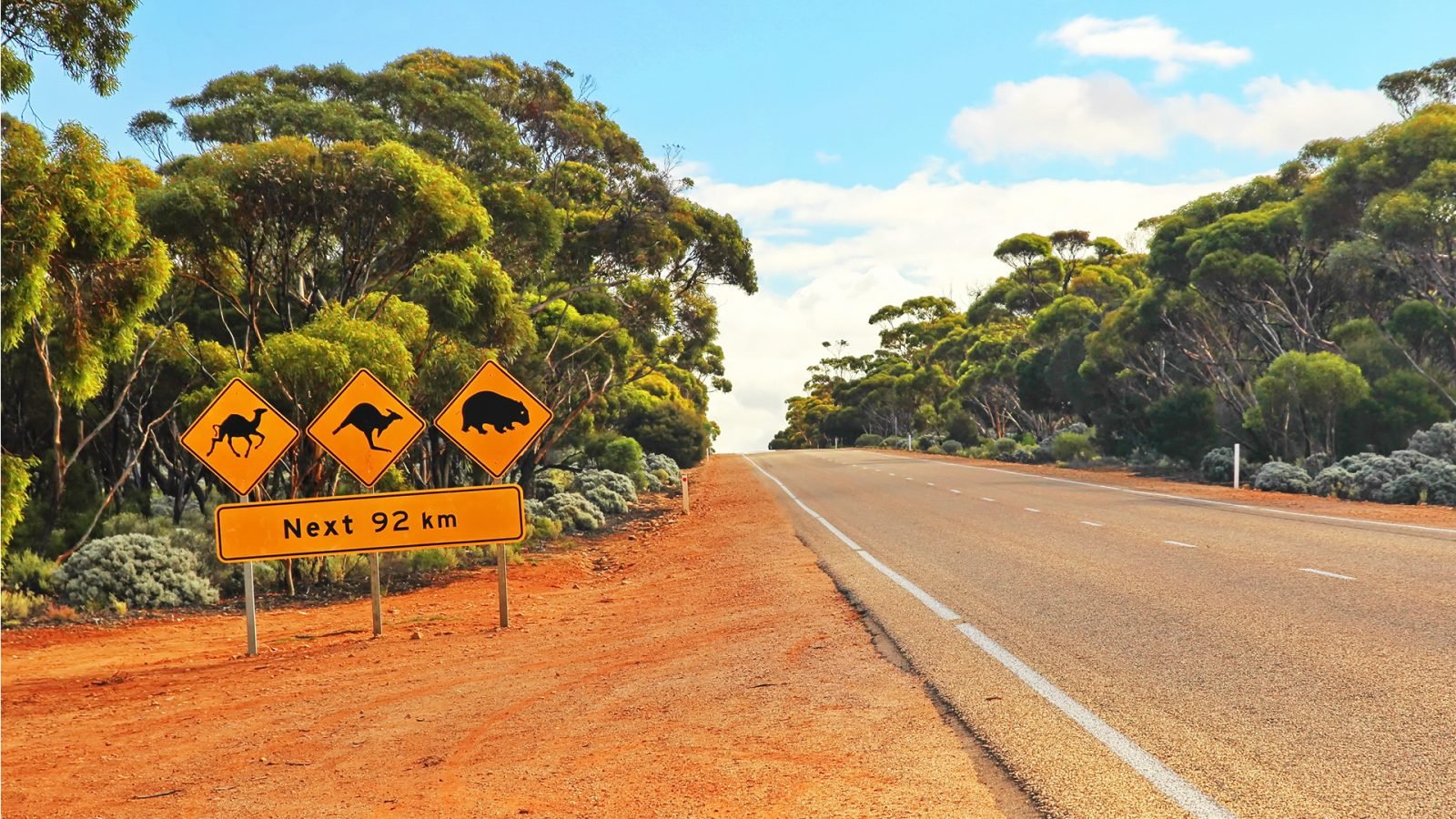 niezwykle-zwierzeta-australii