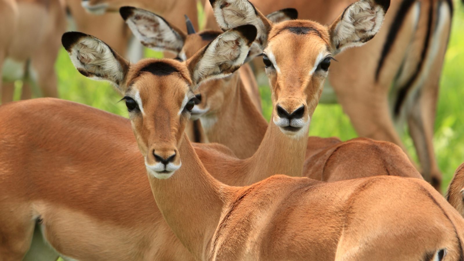 dokad-pojechac-na-safari-w-afryce-top3-kierunki-galeria-2