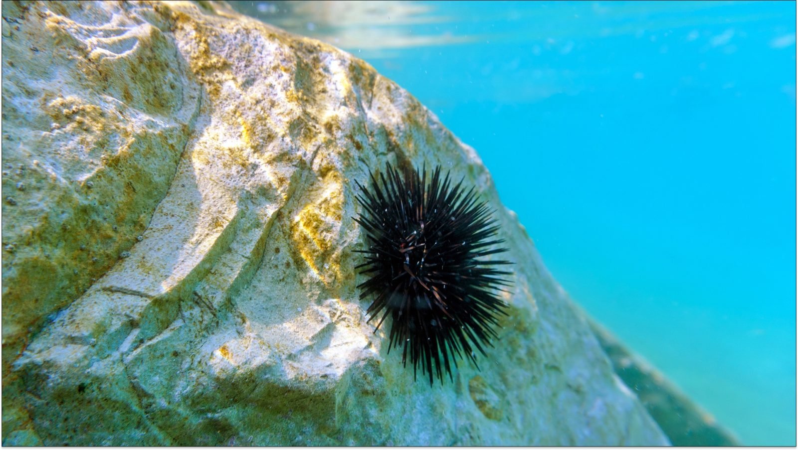 czy-w-chorwacji-sa-rekiny-galeria-2