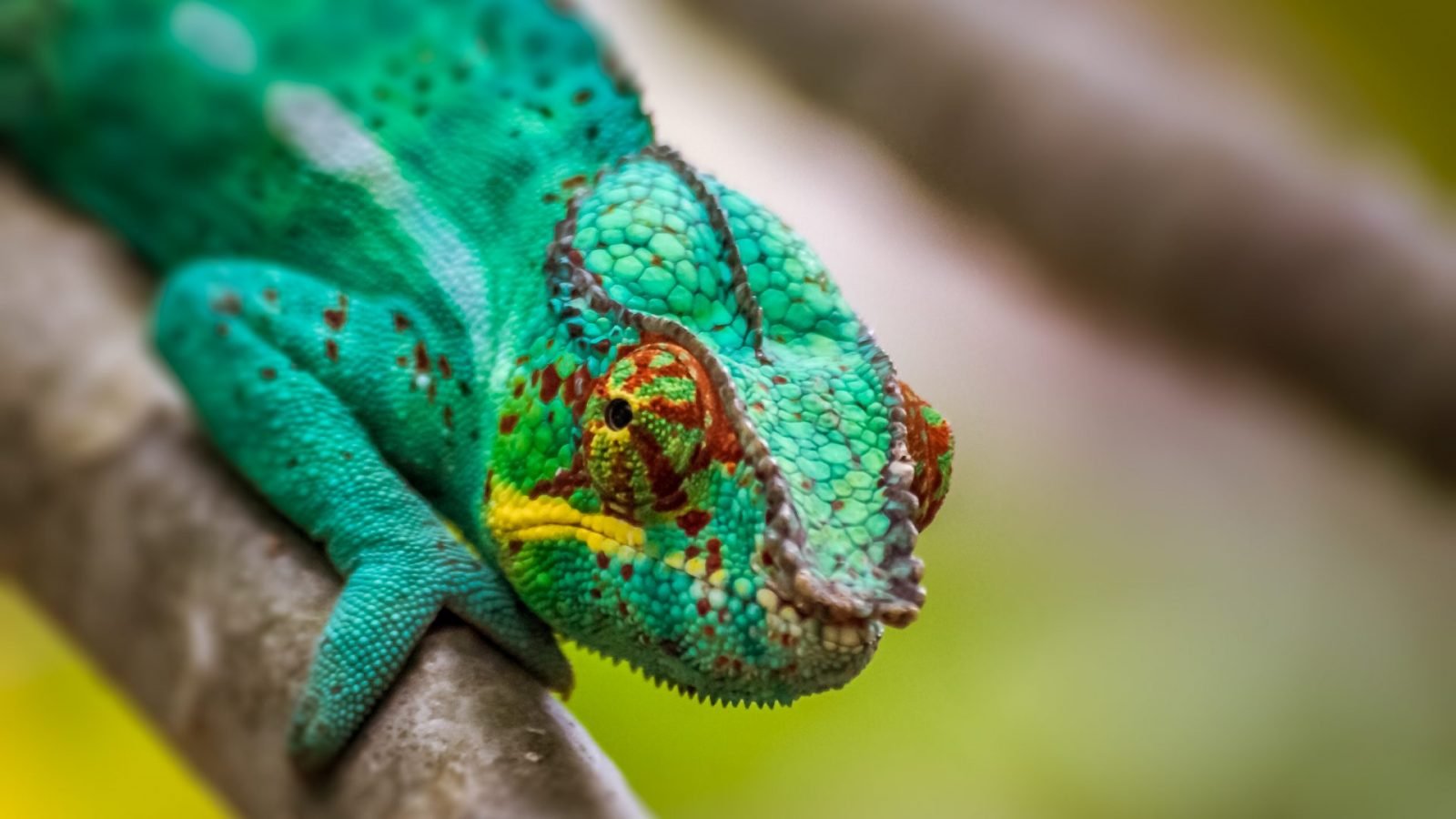 Kameleon lamparci - Madagaskar