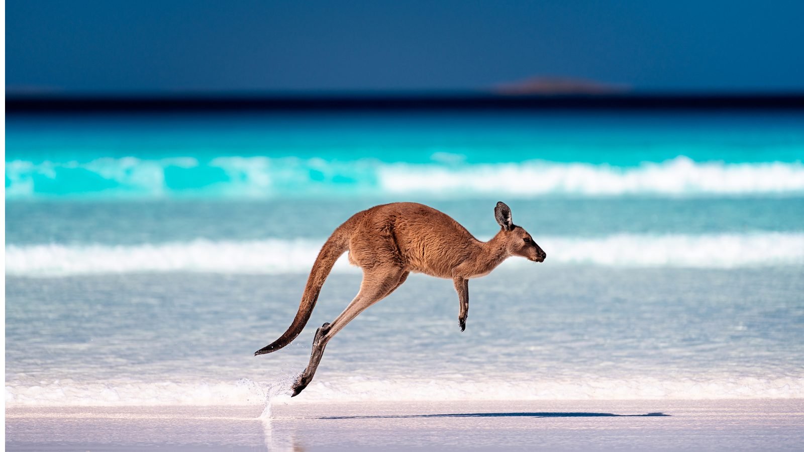 niezwykle-zwierzeta-australii-galeria-1