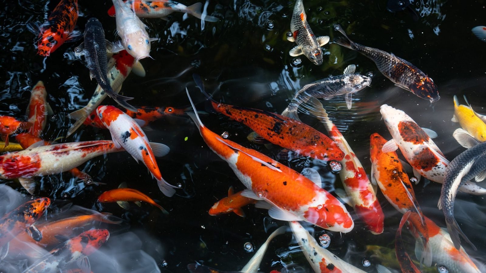 funchal-co-zobaczyc-najciekawsze-atrakcje-stolicy-madery-galeria-2