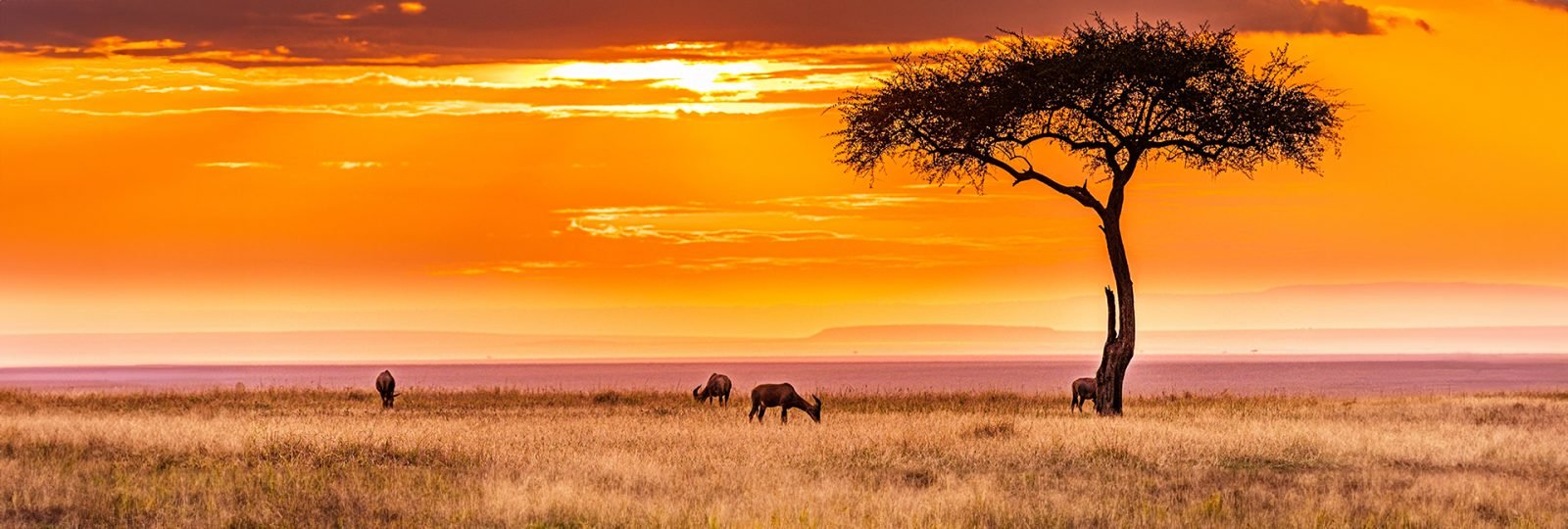 jak-wyglada-safari-w-kenii