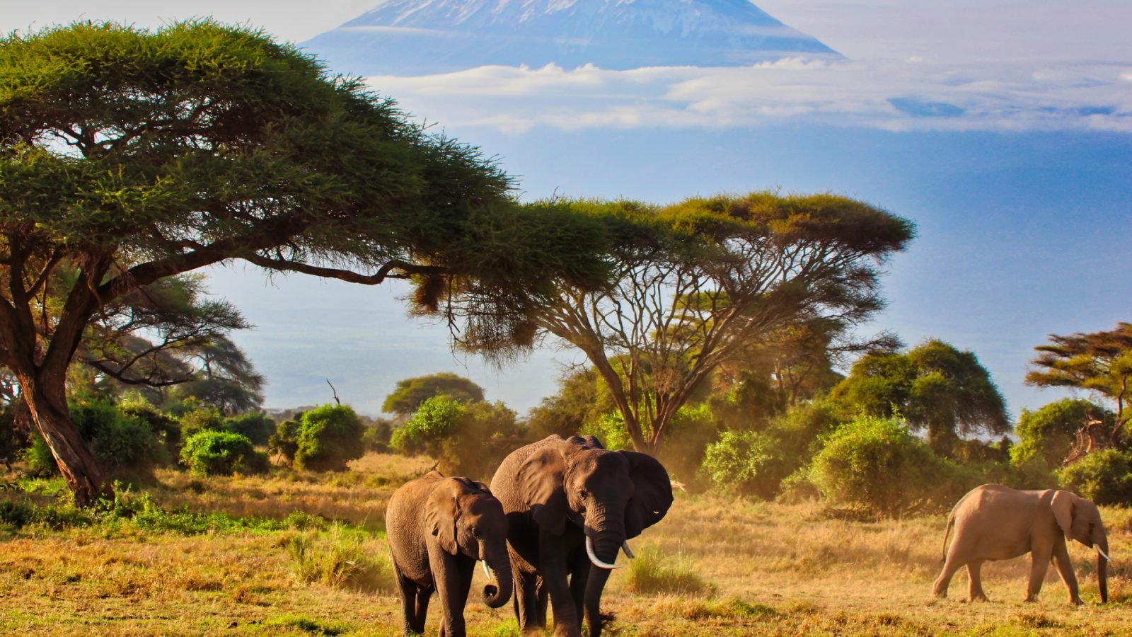 dokad-pojechac-na-safari-w-afryce-top3-kierunki-galeria-1